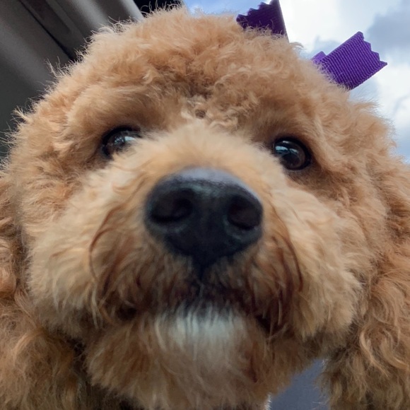 Meet your Posher, Renee - Picture 1 of 1